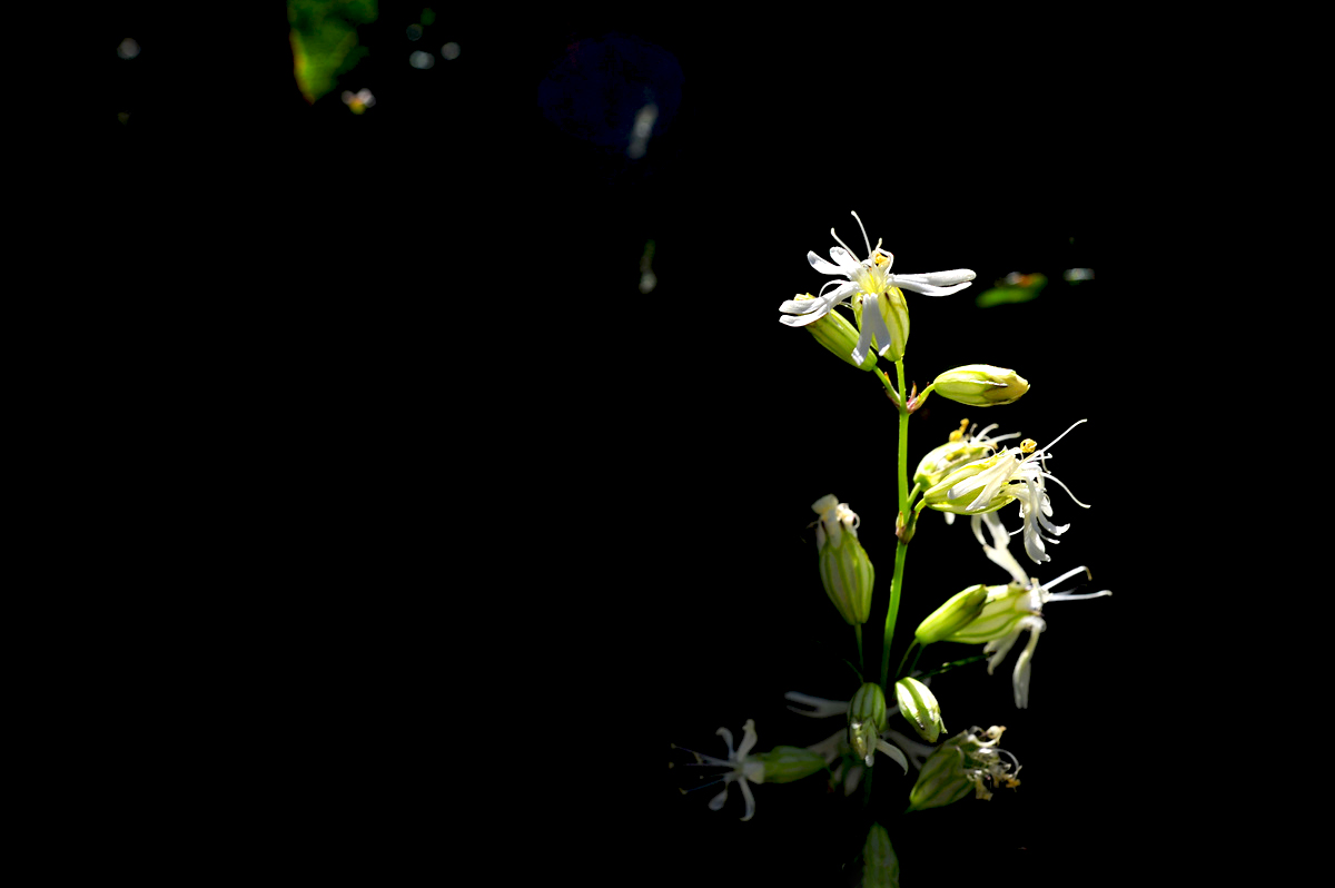 DSC_7864a.jpg