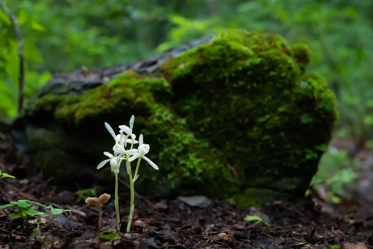 DSC_1627.jpg