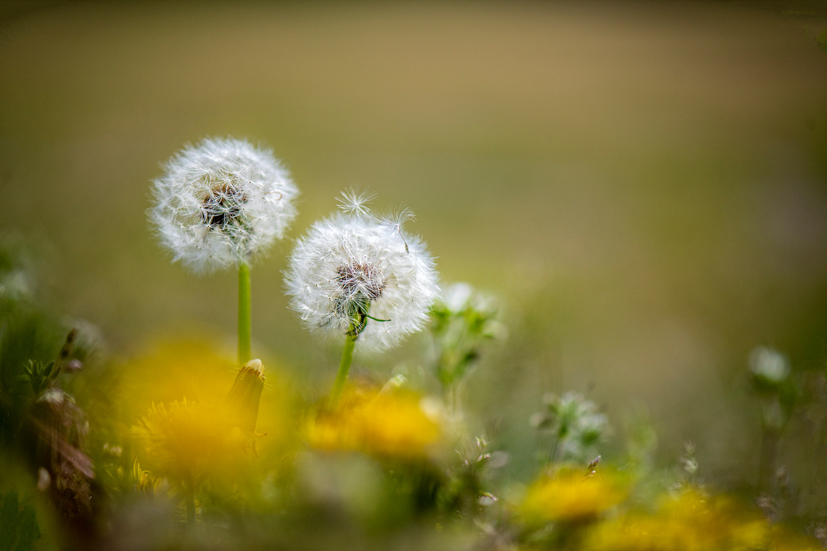 _DSC4051zaa.jpg