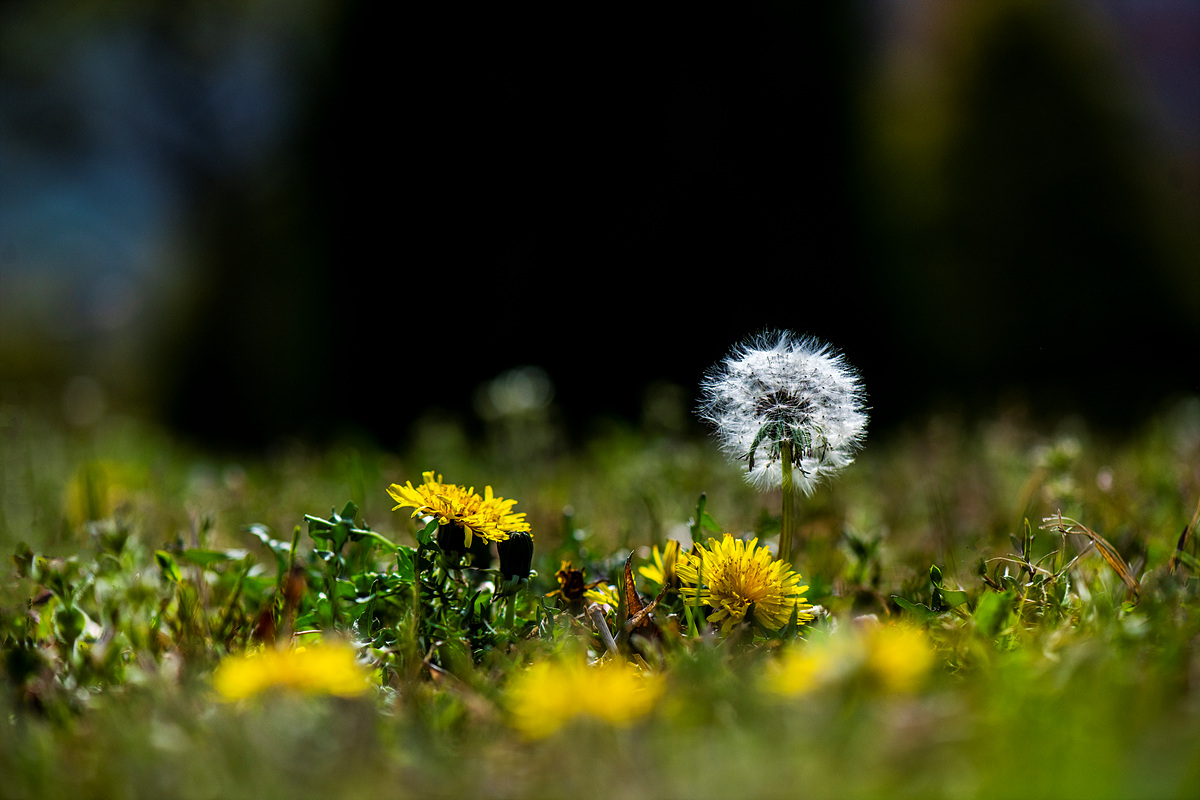 _DSC4047a.jpg