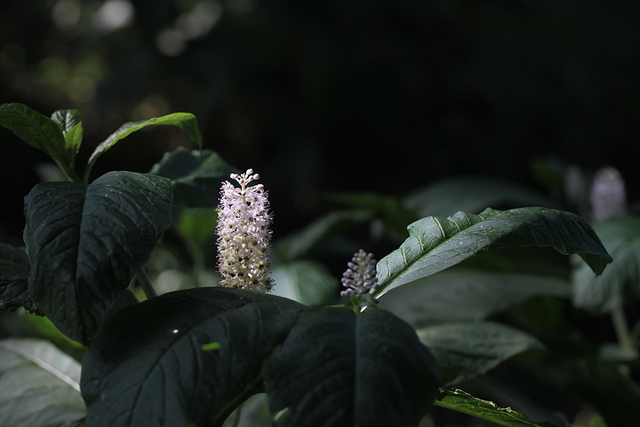 IMG_6616.jpg