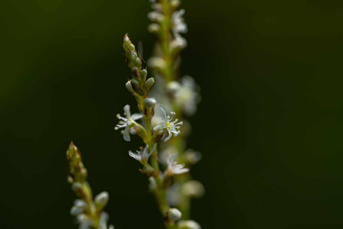 DSC_4050.jpg