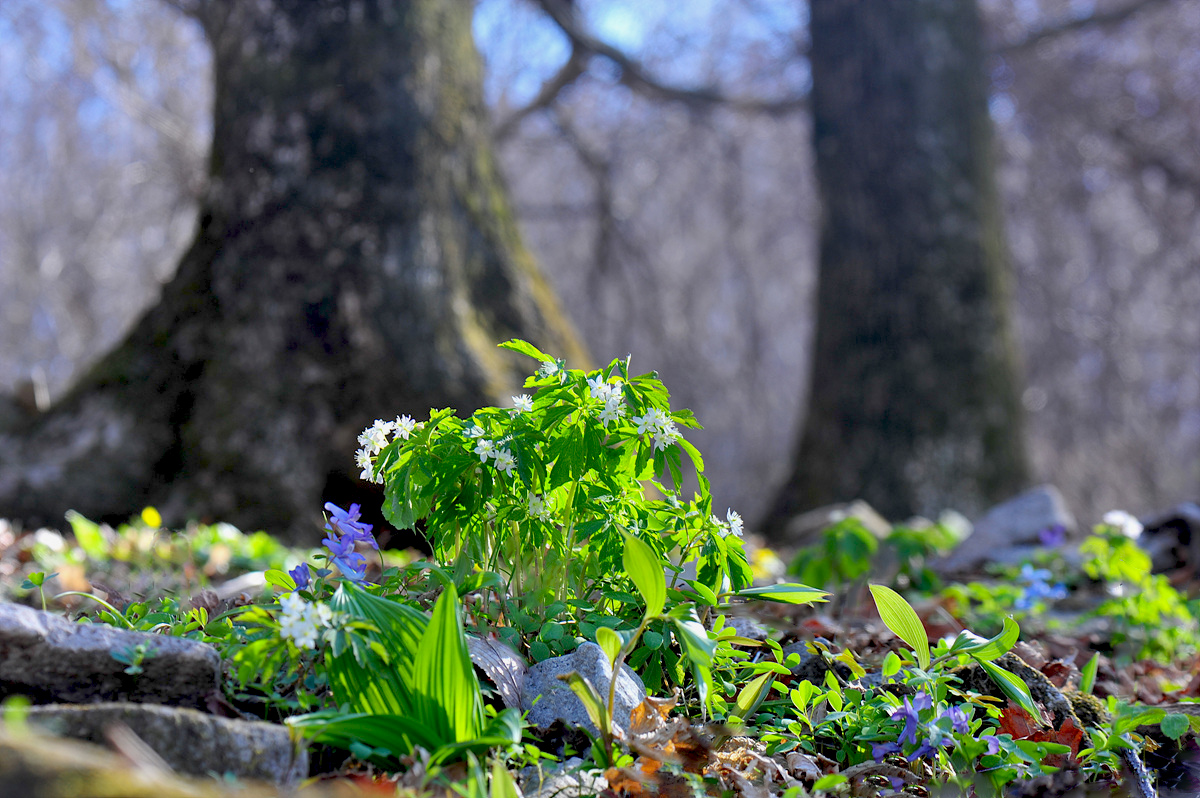 DSC_7905s.jpg