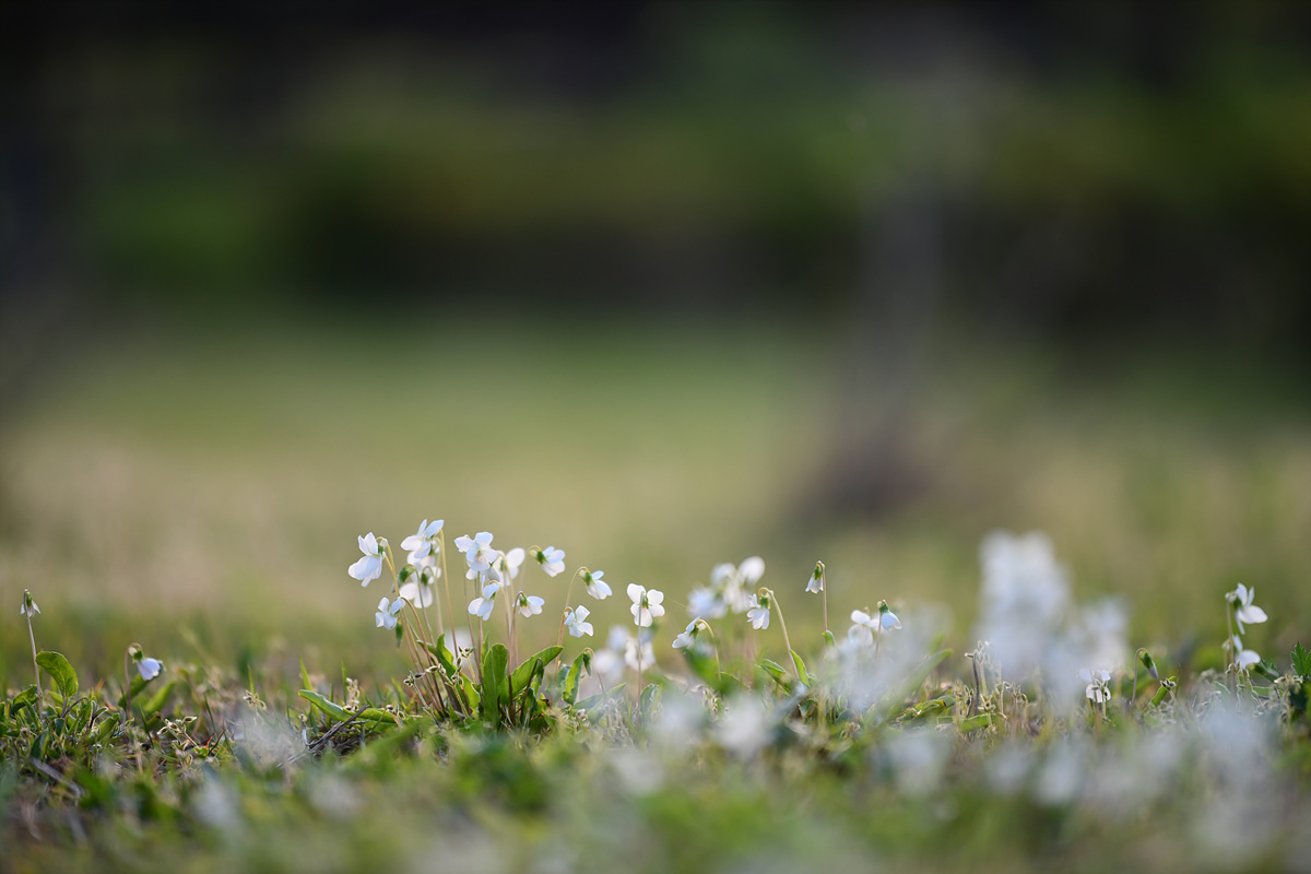 DSC_3331.jpg