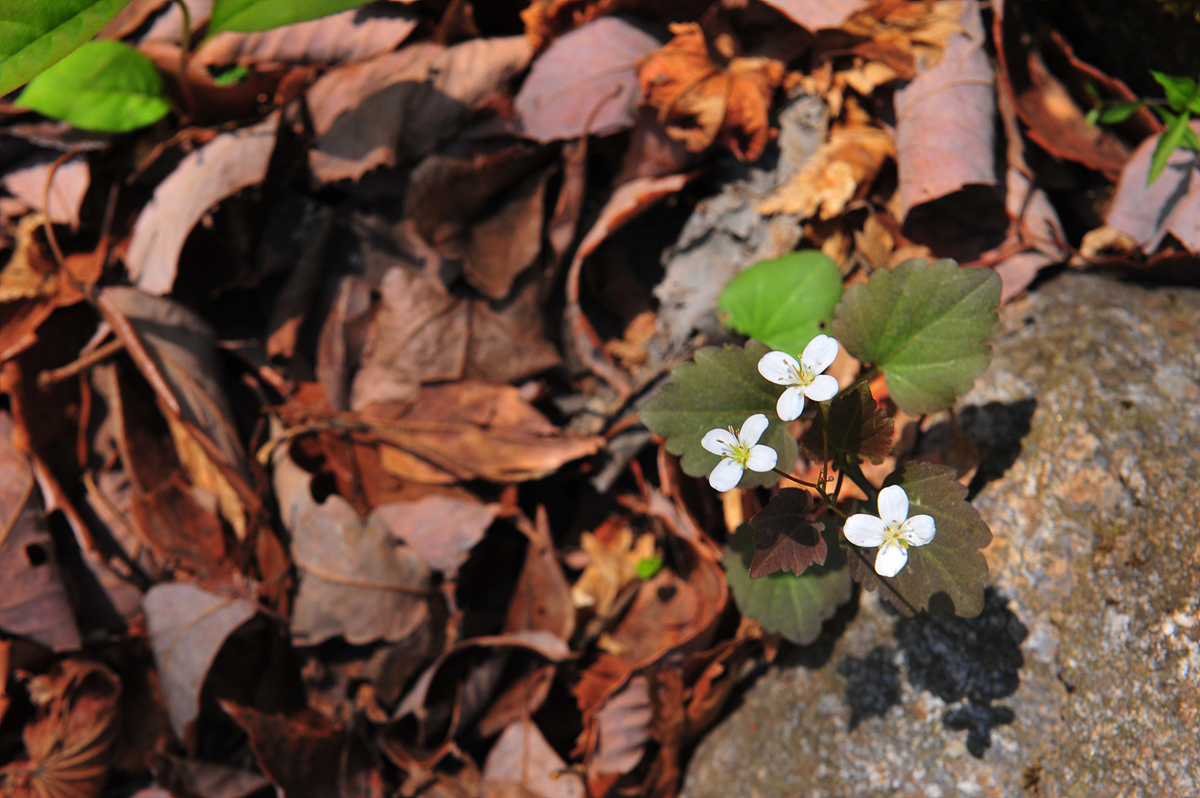DSC_6339s.jpg