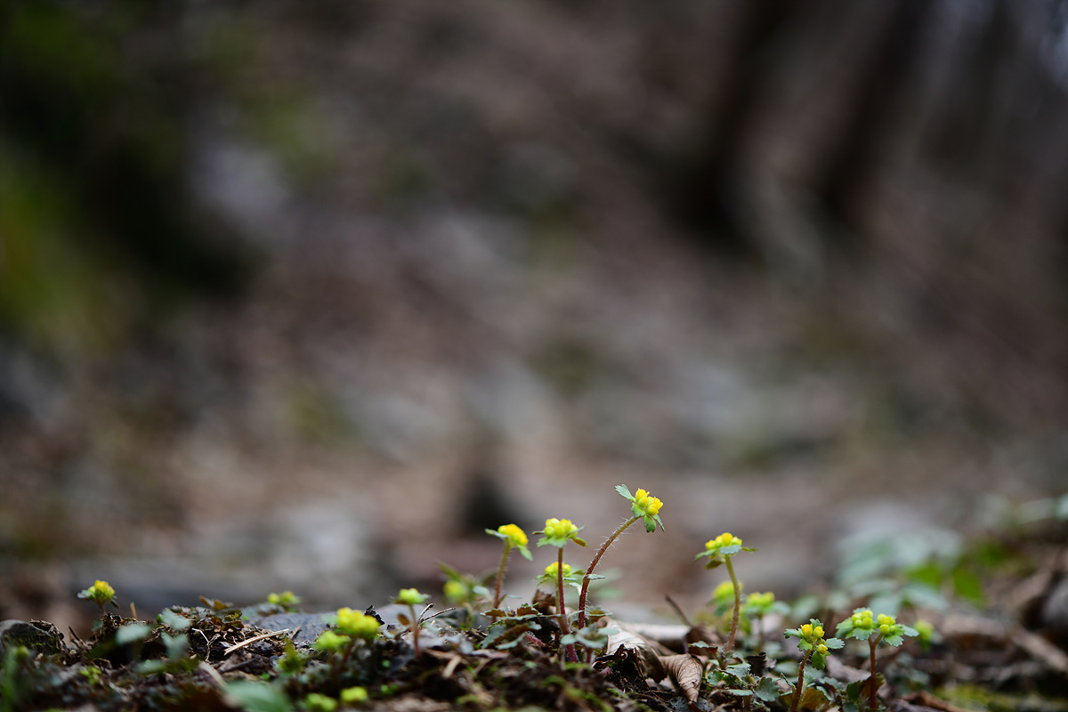 DSC_8116.jpg