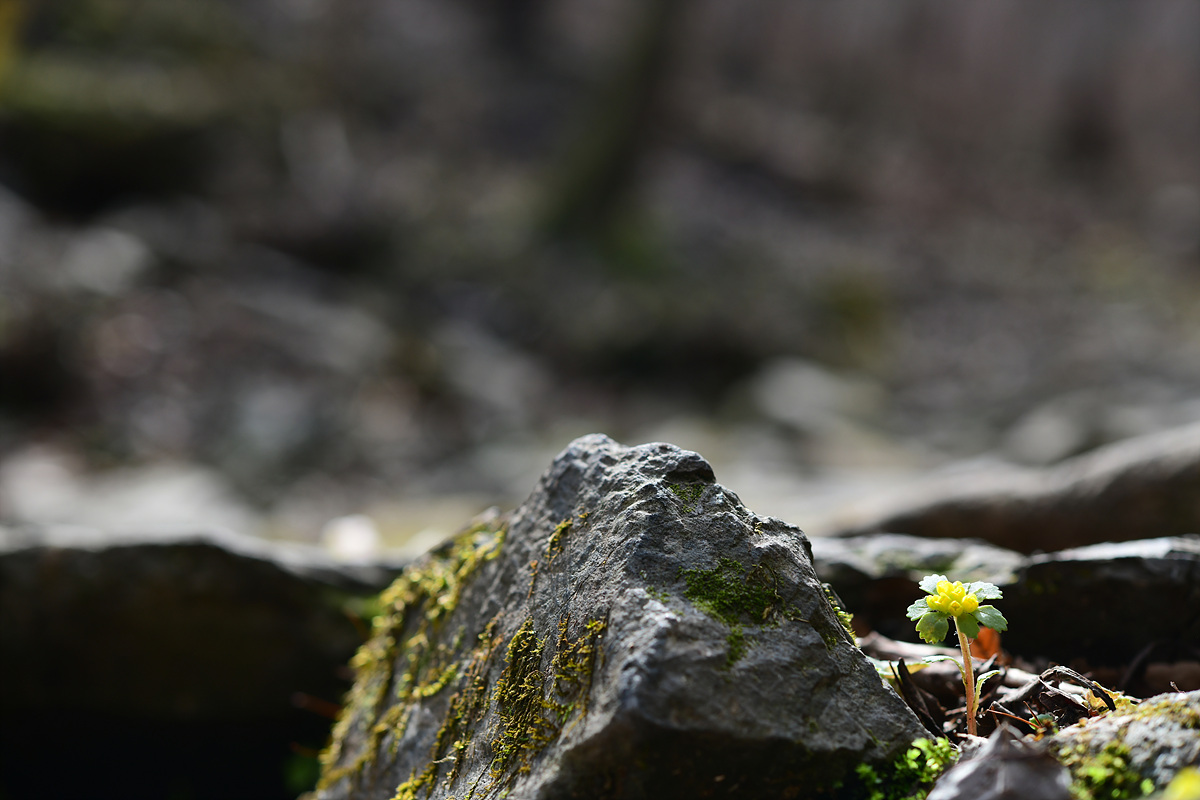 DSC_8078.jpg