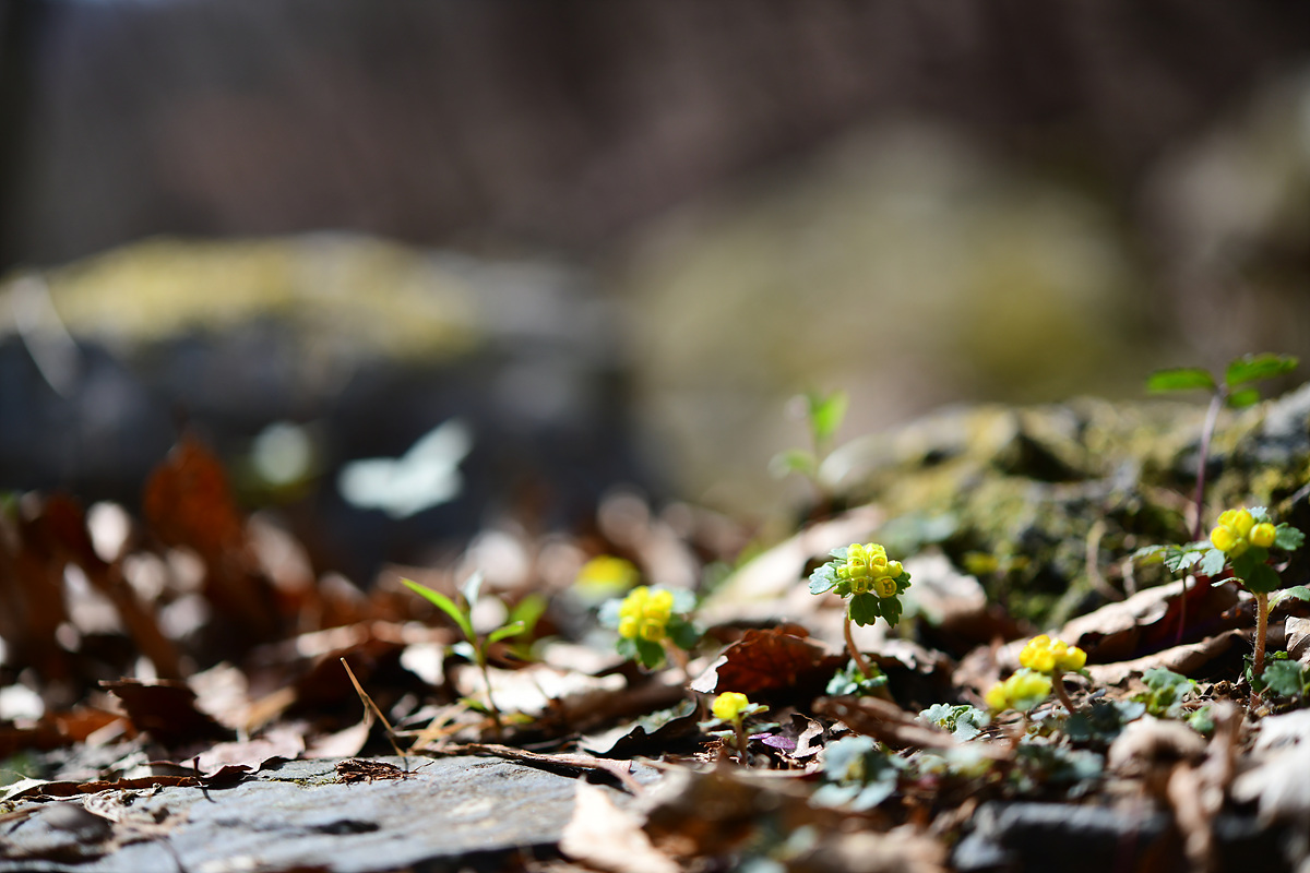 DSC_8087.jpg