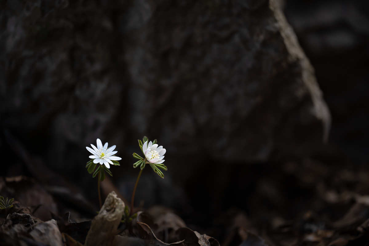 DSC_9070.jpg