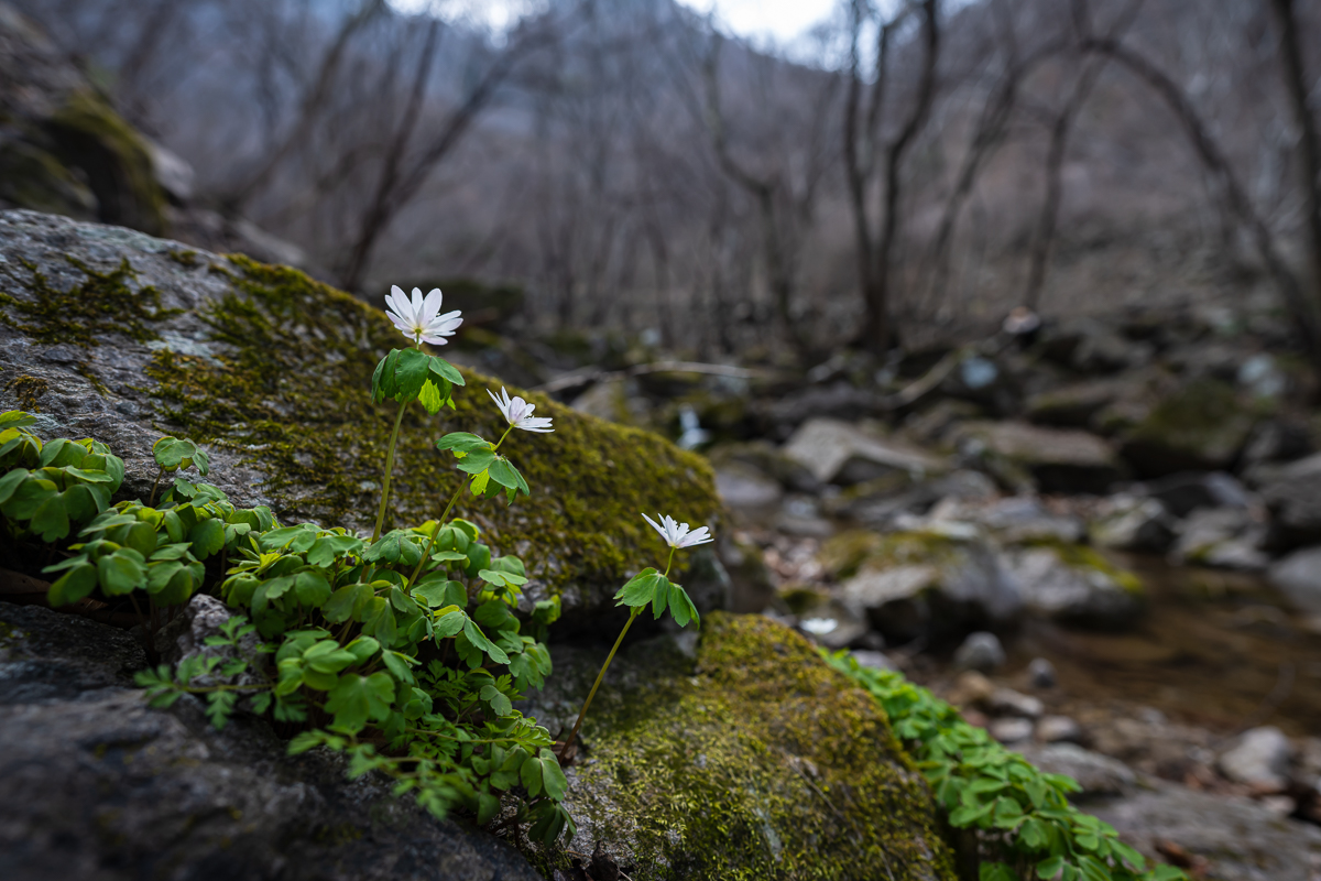 DSC_9081.jpg