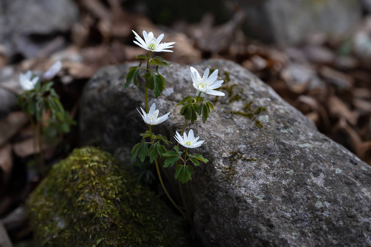 DSC_9071.jpg