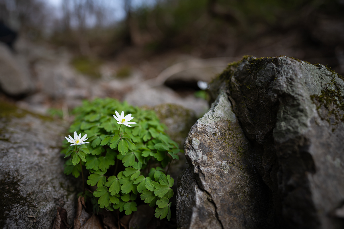 DSC_9078.jpg