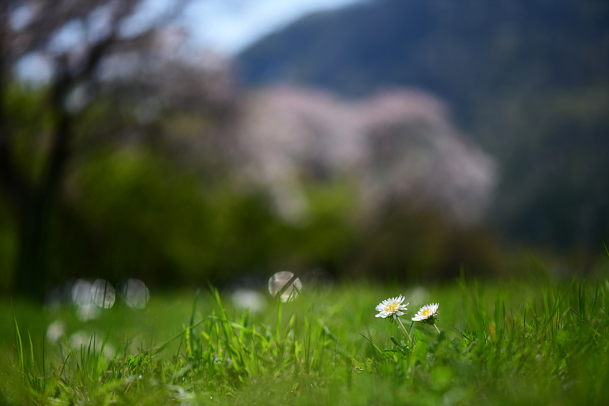 DSC_1309aaa.jpg
