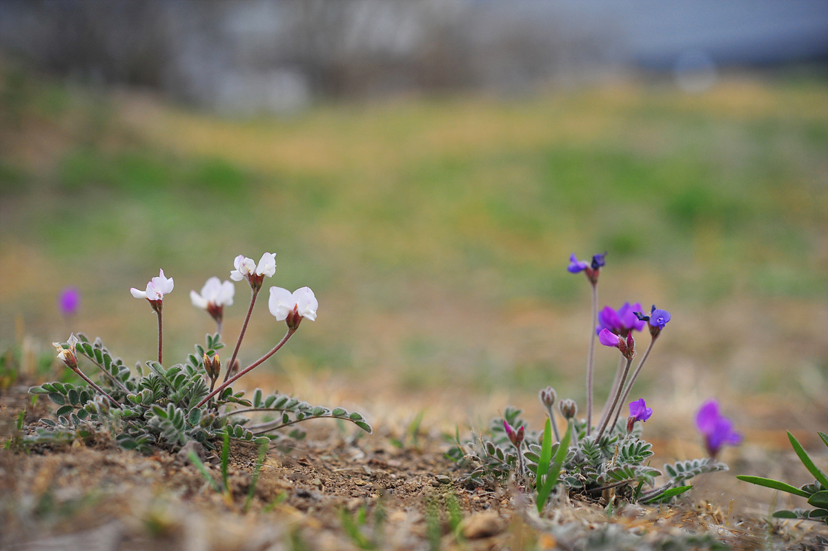 DSC_2000ss.jpg