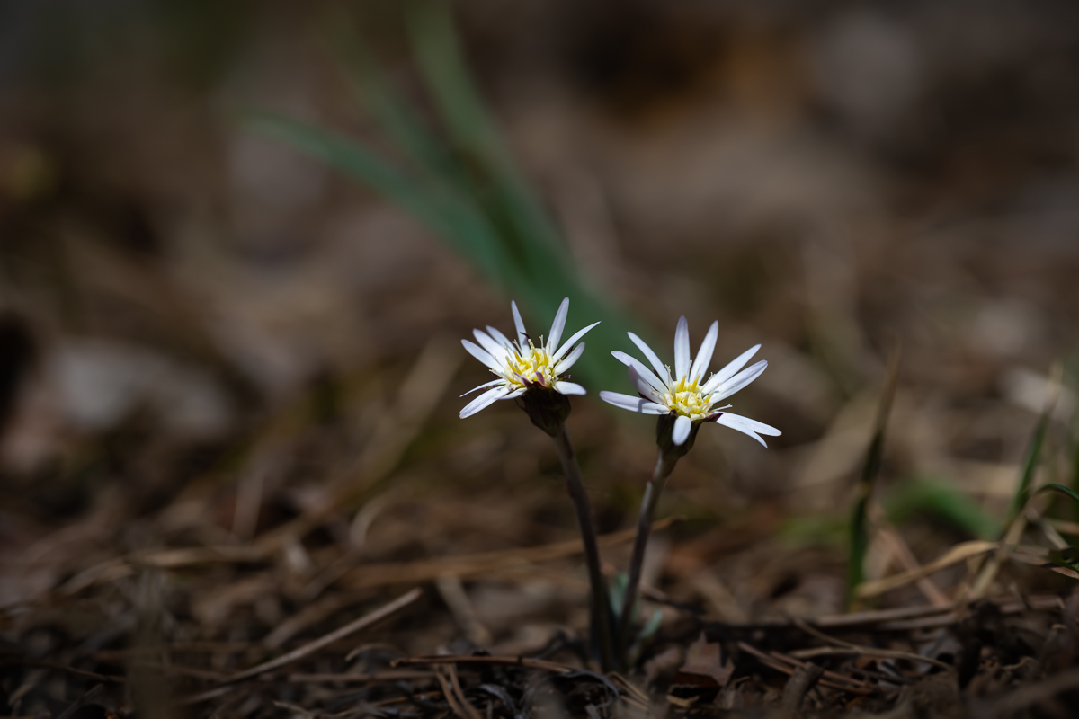DSC_9549.jpg