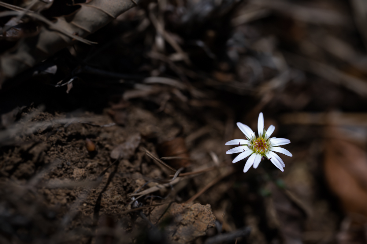 DSC_9561.jpg