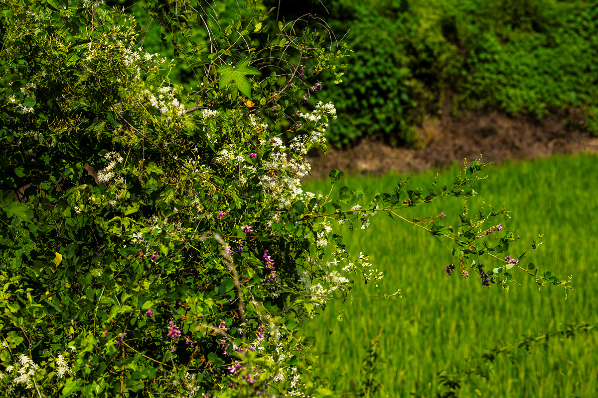 DSC_3744aaa.jpg