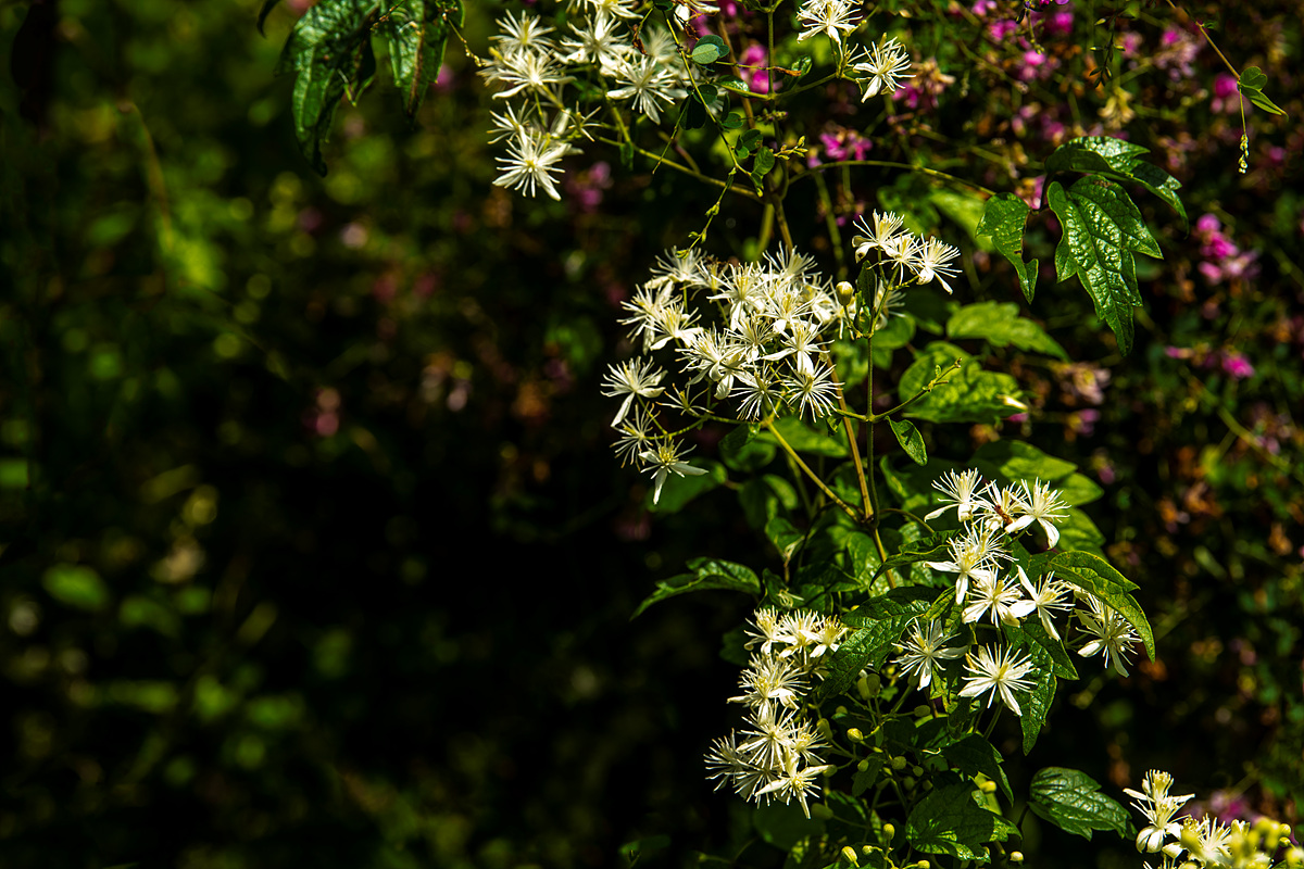 DSC_3741.jpg