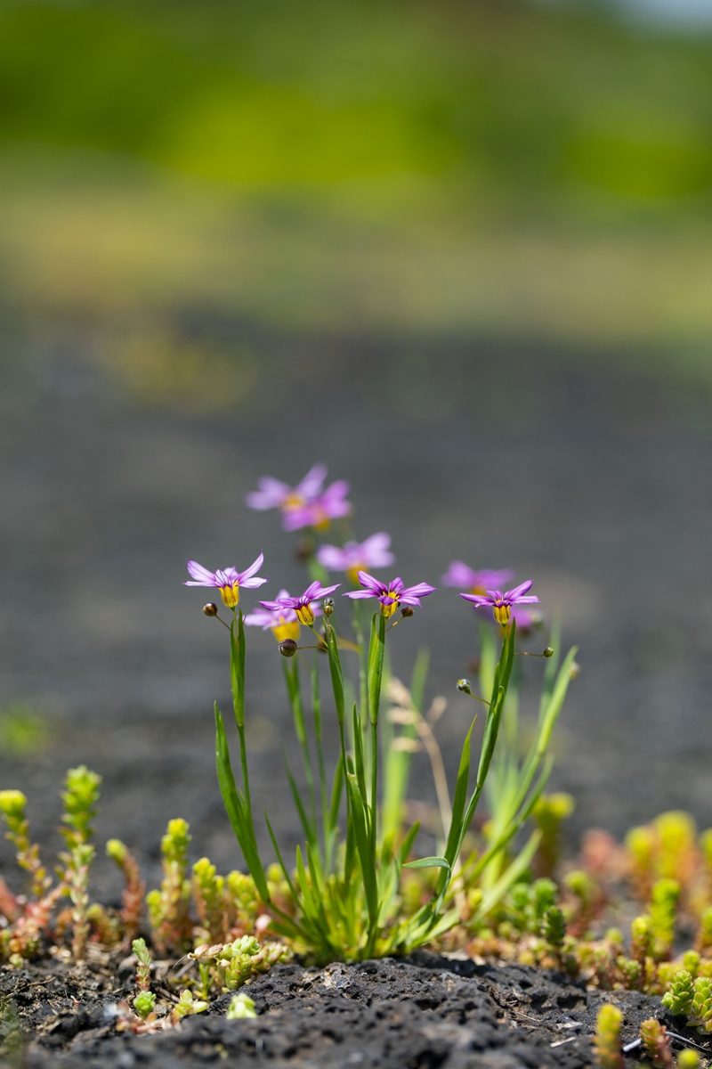 IMG_8920 등심붓꽃.jpg
