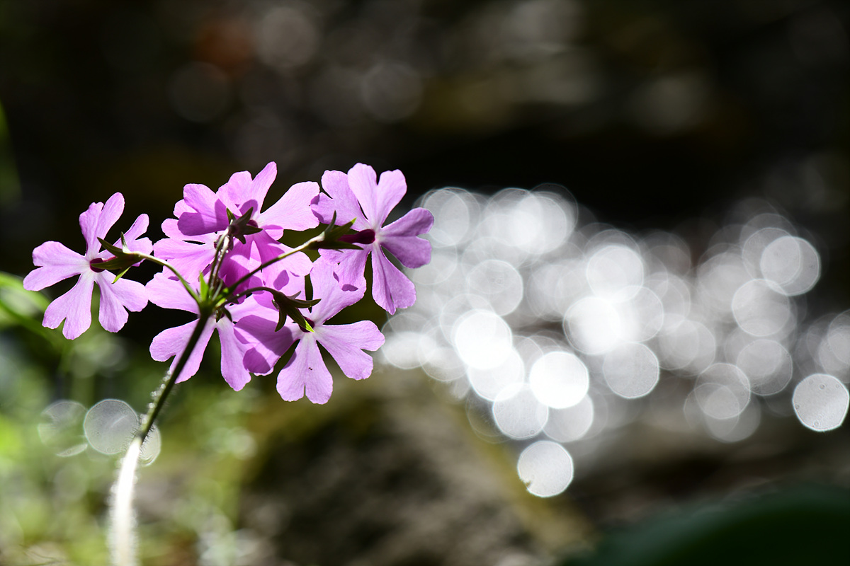 DSC_3159.jpg