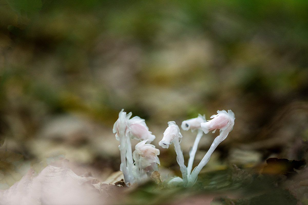 _DSC6272aa.jpg