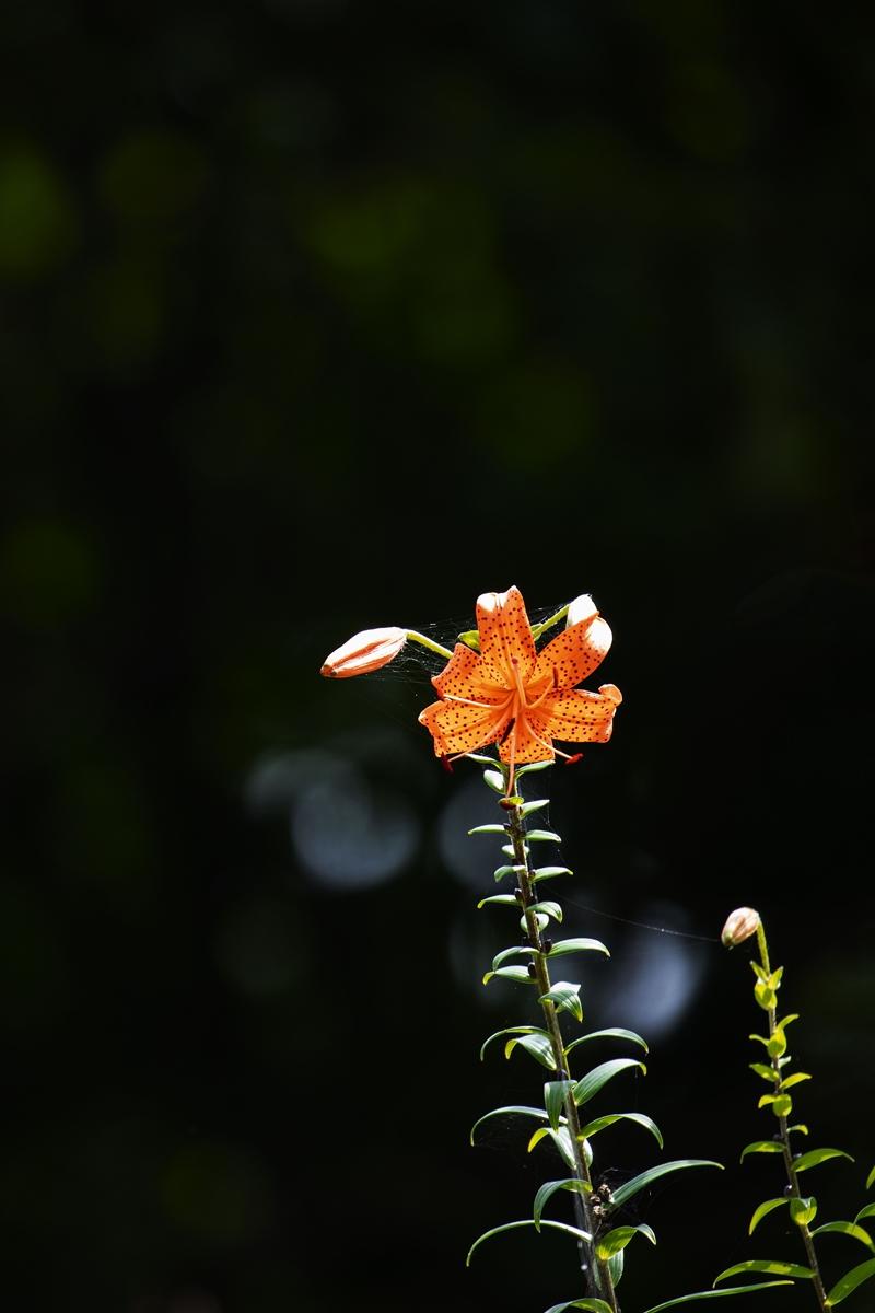 IMG_4690.jpg