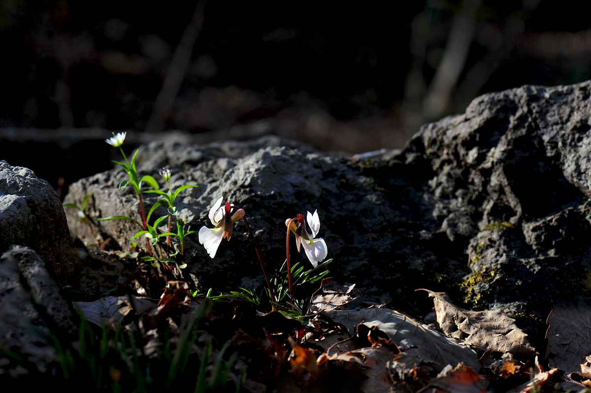 DSC_9990s.jpg