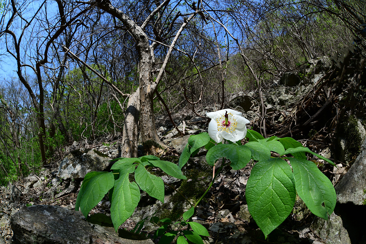 DSC_1531sss.jpg