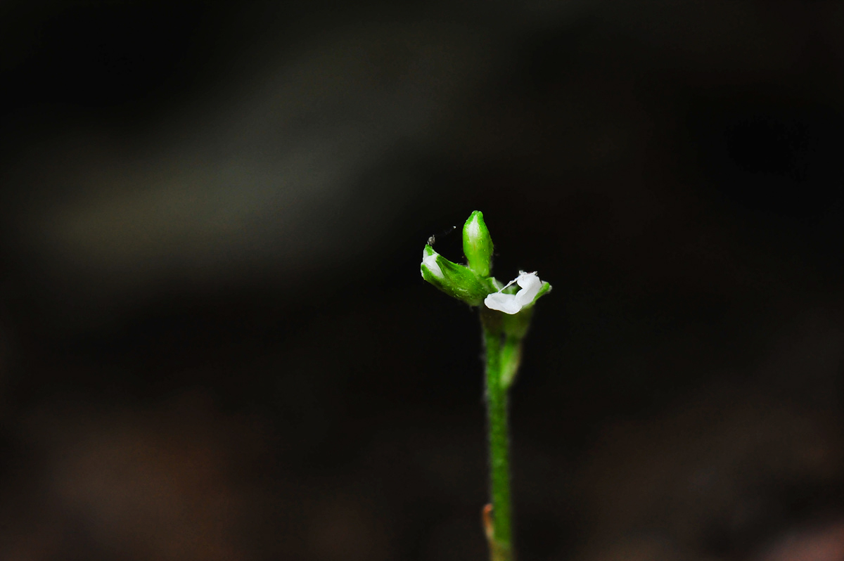 DSC_7310aaa.jpg