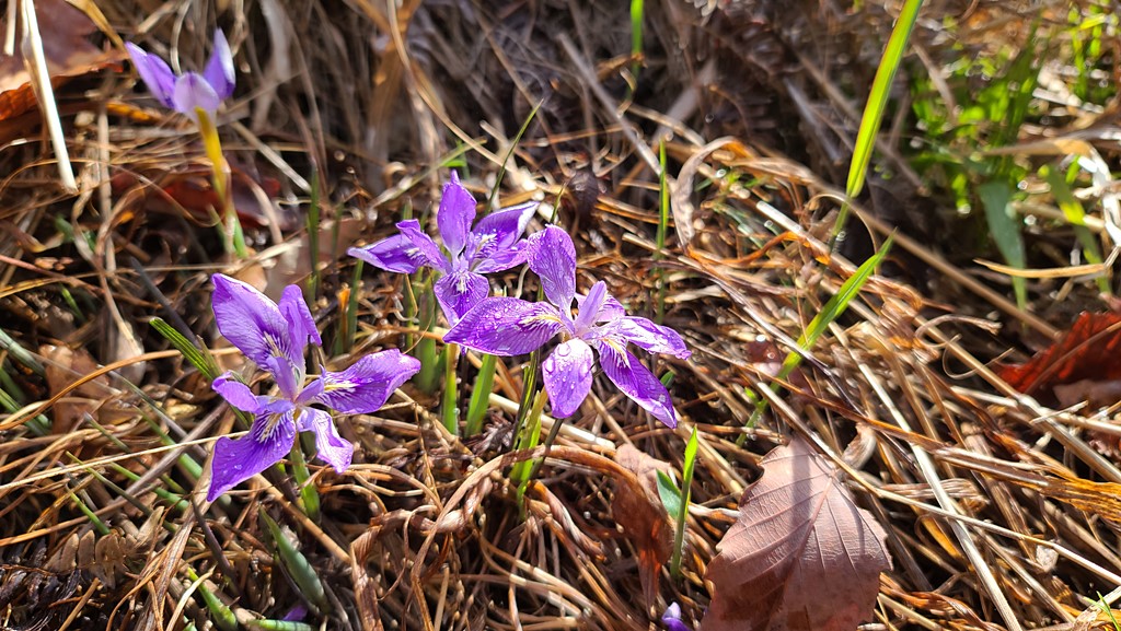각시붓꽃20200413_100831.jpg