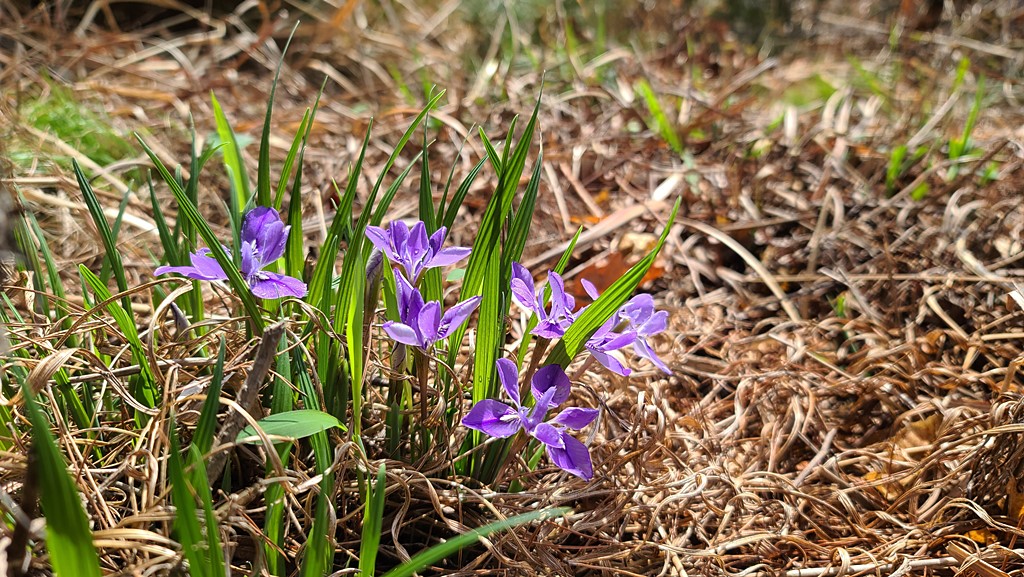 각시붓꽃20200413_101900.jpg