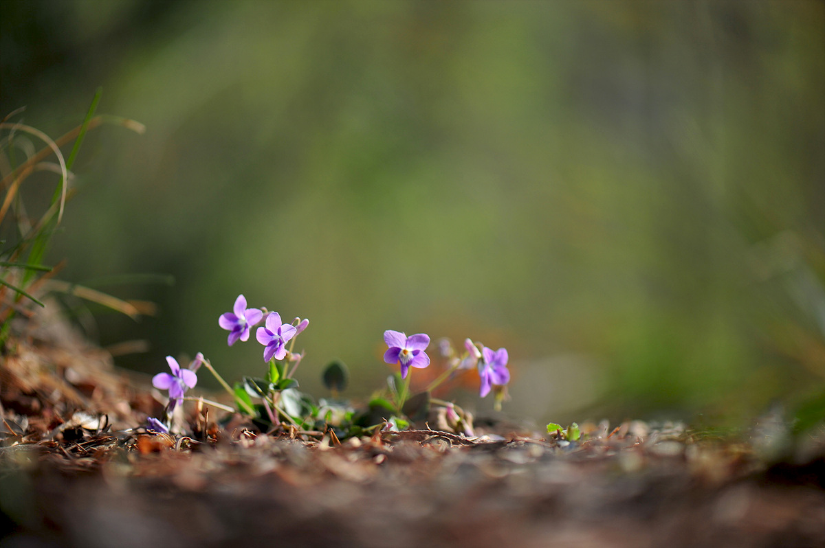 DSC_4987s.jpg