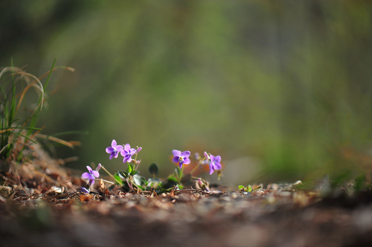 DSC_4985s.jpg