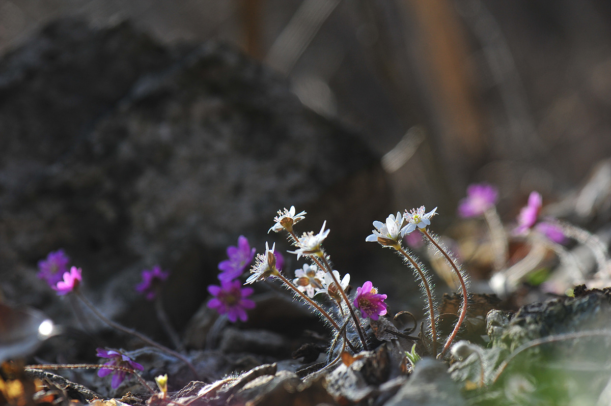 DSC_0960.jpg