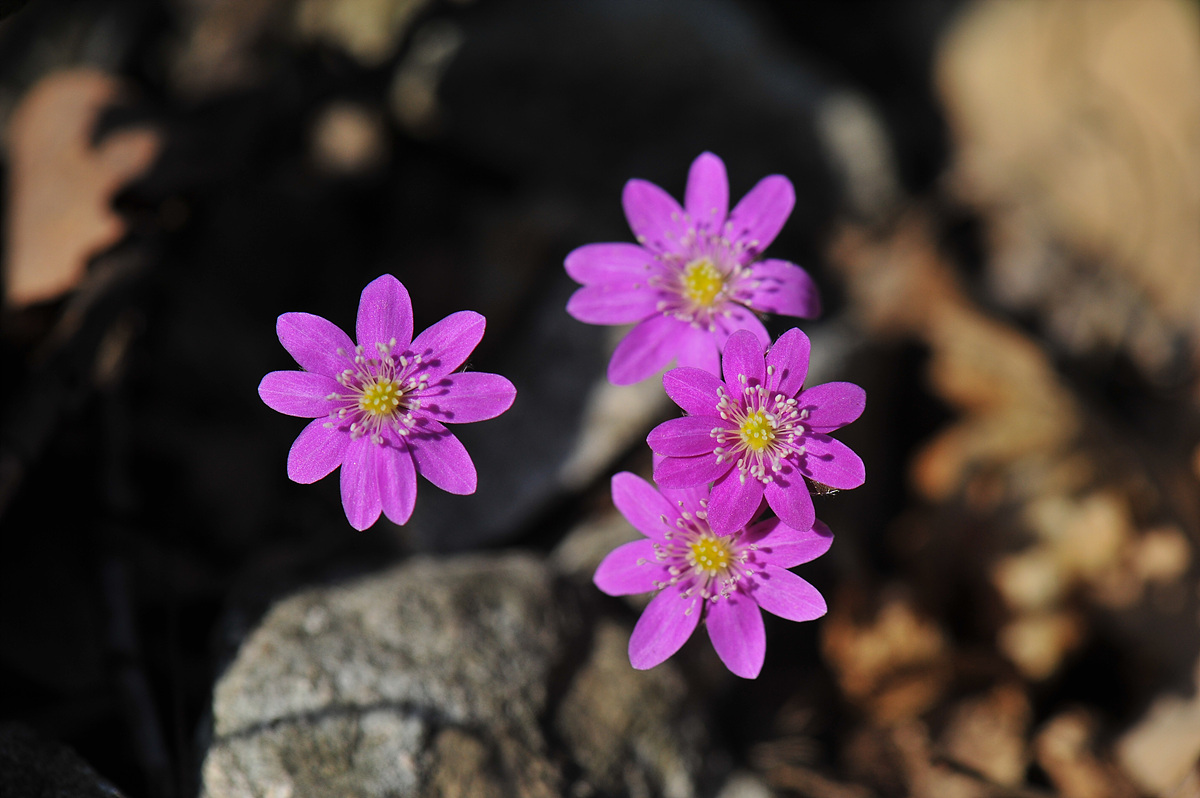 DSC_0925.jpg