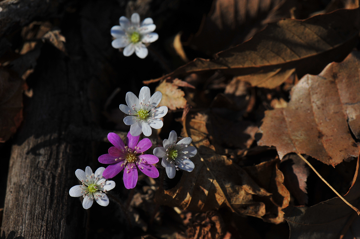 DSC_0910.jpg