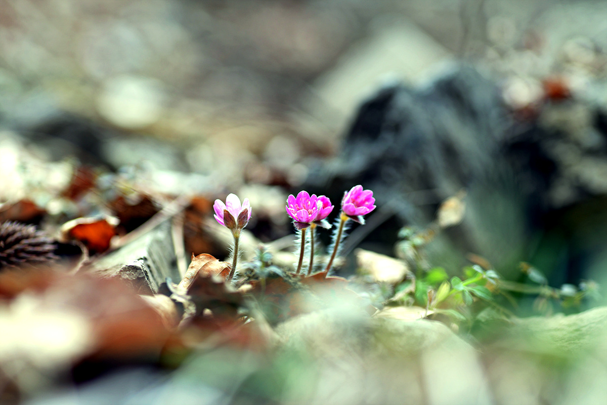 DSC_3135.jpg