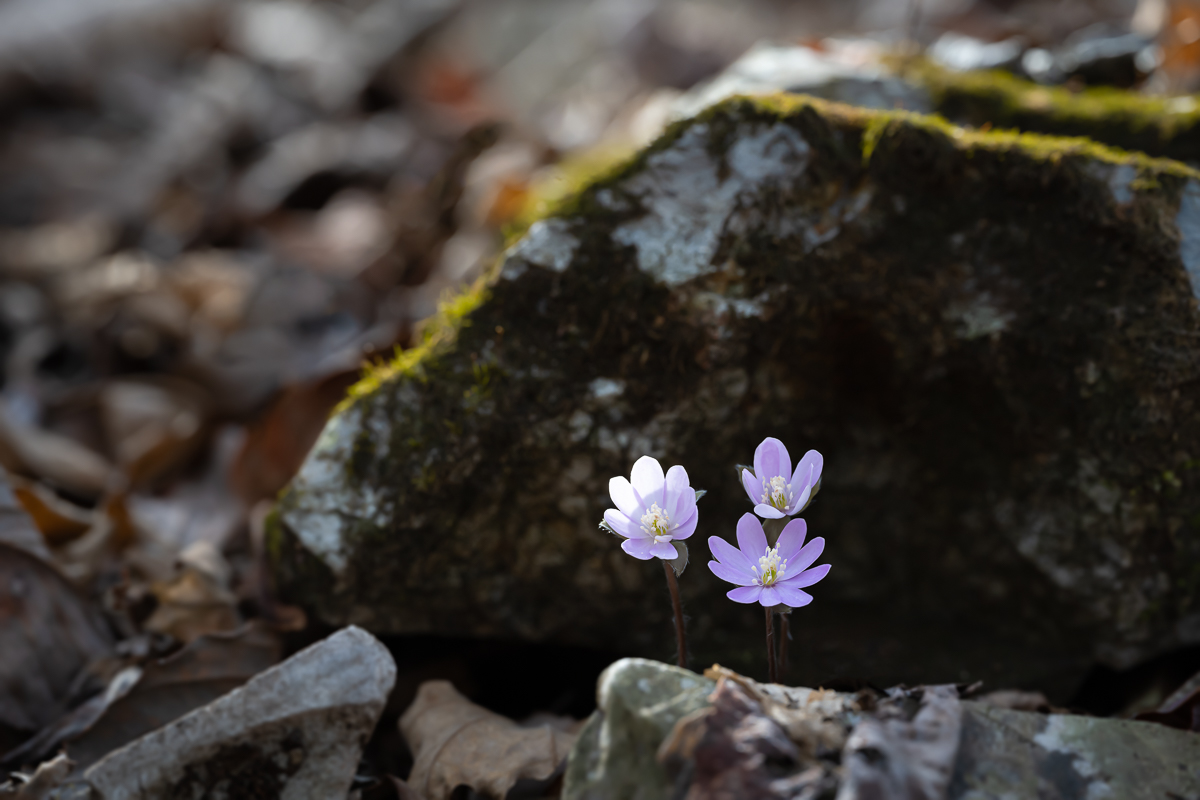 DSC_8616.jpg