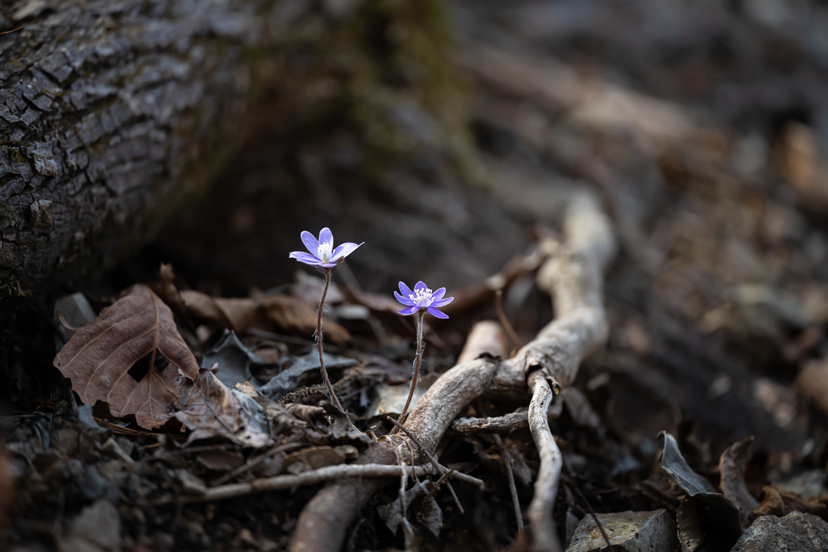 DSC_8630.jpg
