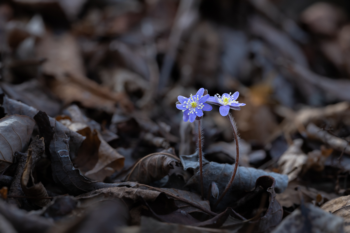 DSC_8635.jpg