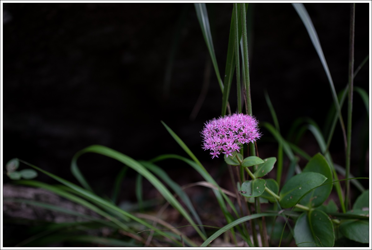 0L3A0723-1.jpg