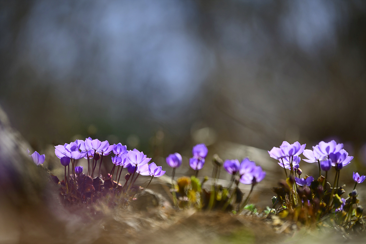 DSC_9153qqq.jpg