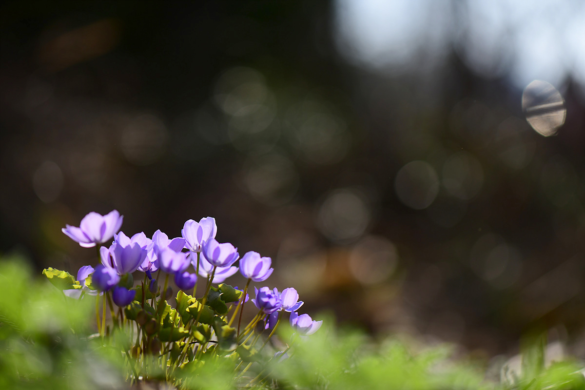 DSC_9425qqq.jpg