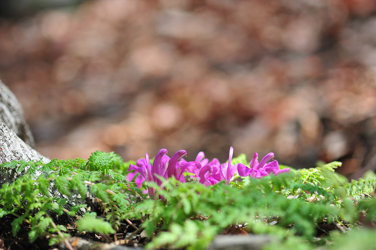 2011@04-23a 203.jpg