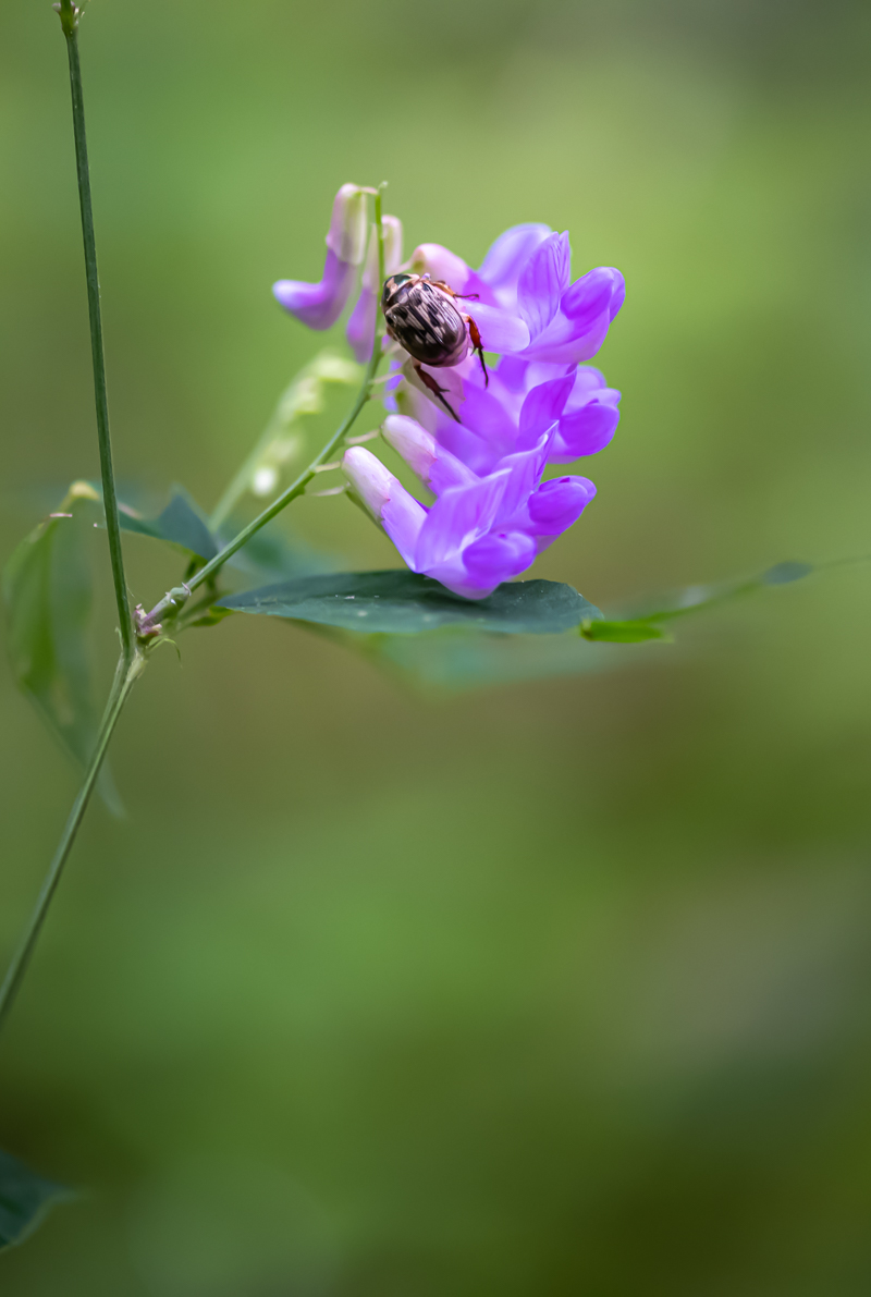 20200801-DSC_4213.jpg