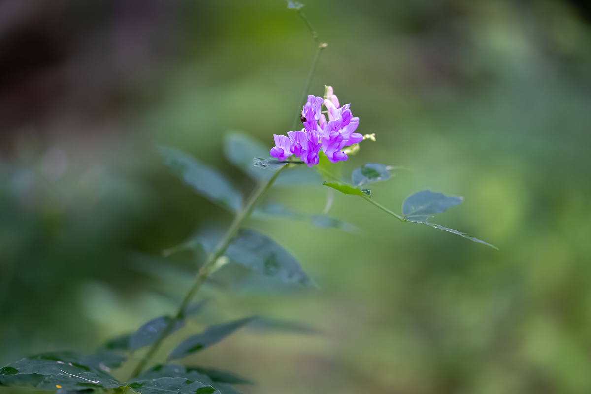 20200801-DSC_4212.jpg