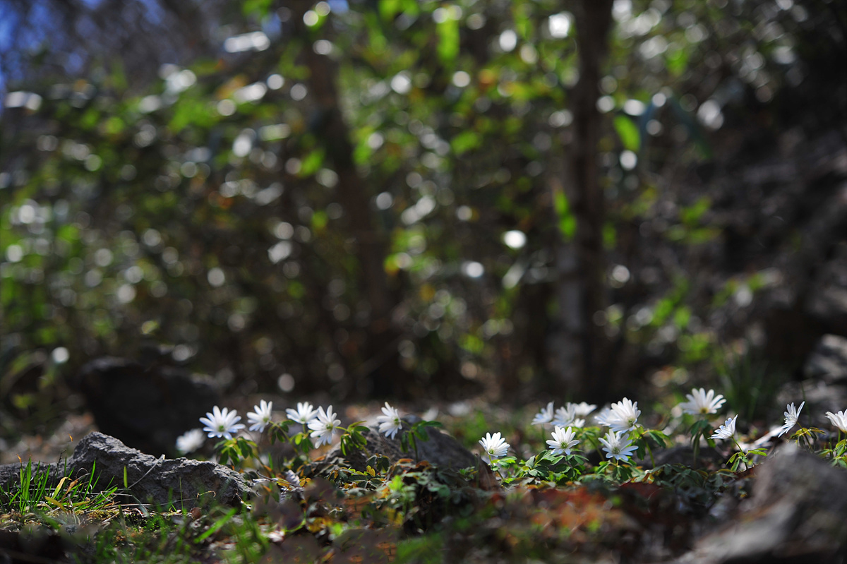 DSC_1313s.jpg