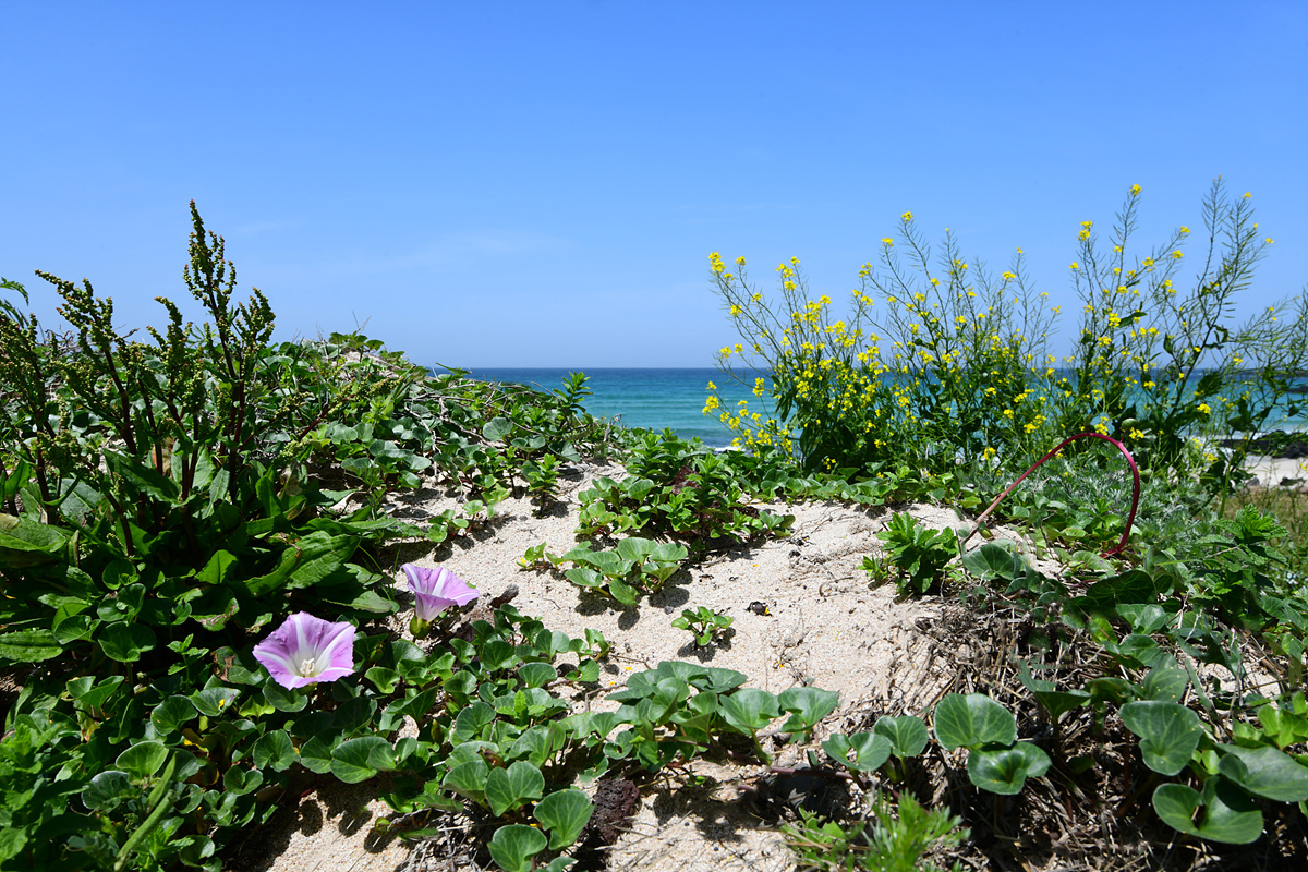 DSC_4660sss.jpg