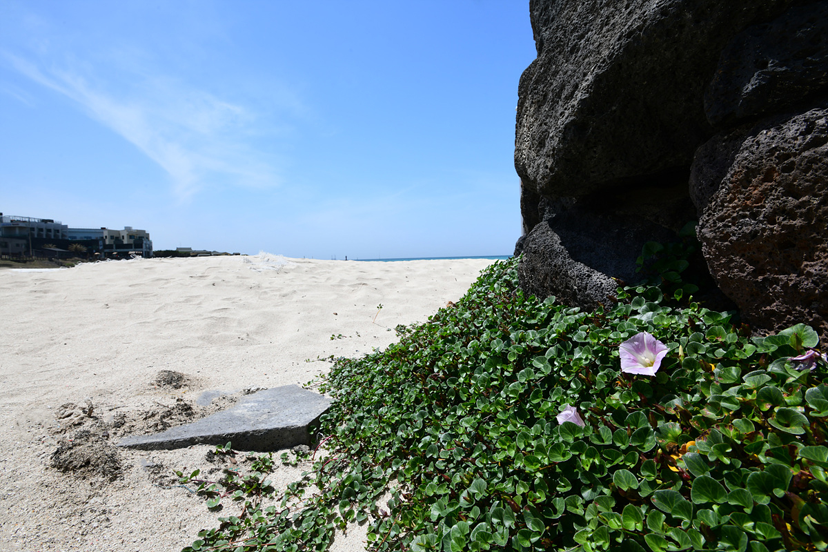 DSC_4682aaa.jpg
