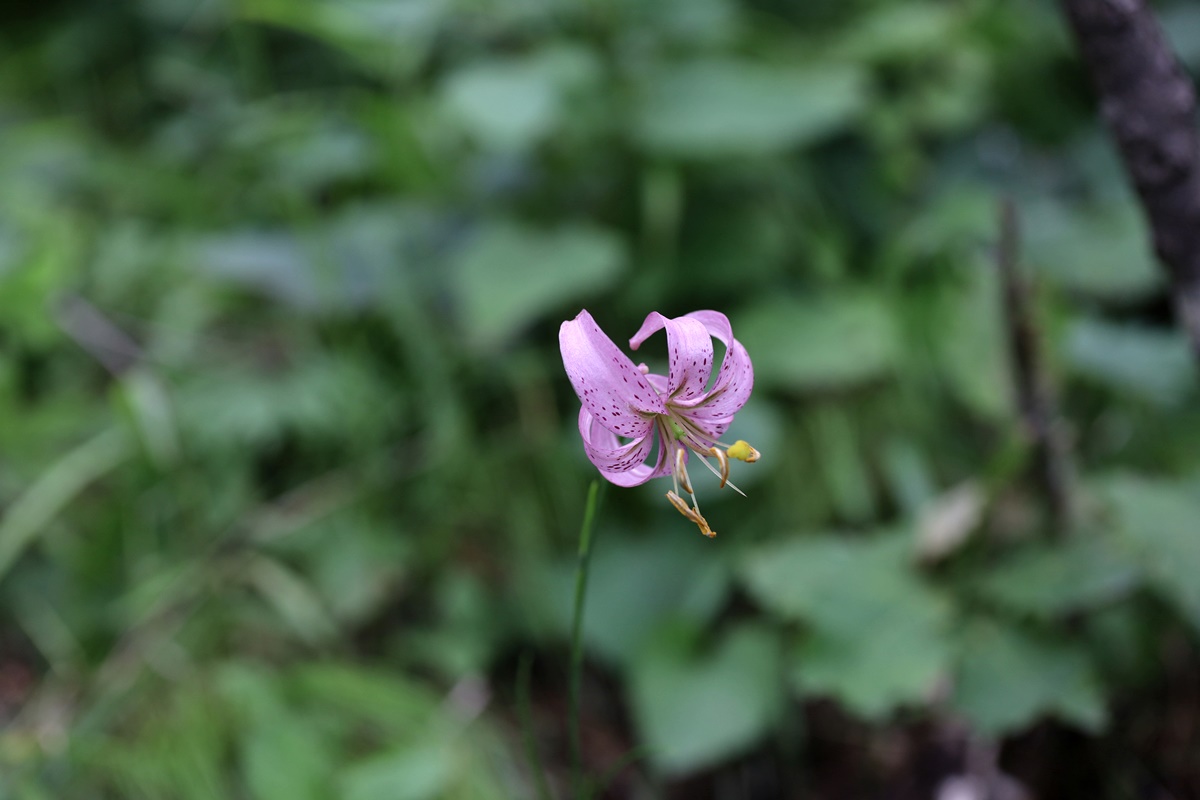 20-07-12 (68)-1.JPG